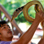 queen-saovabha-snake-farm-your-thai-guide